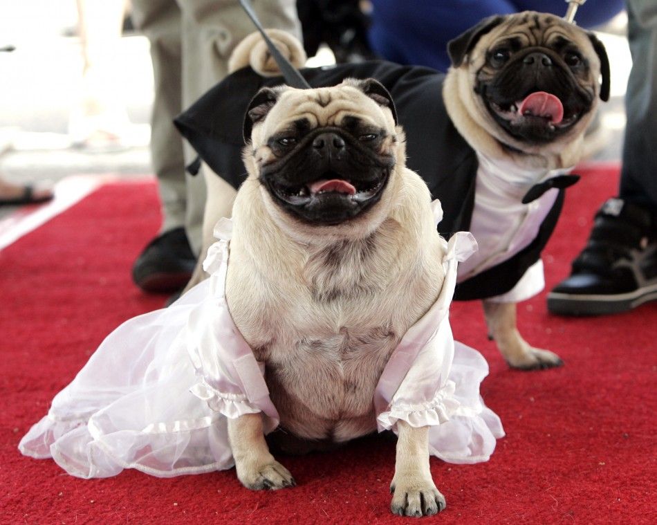 Aunt Bea, a pug, waits for her turn to walk down the aisle with her groom at a mass dog quotweddingquot Guinness record attempt in Littleton