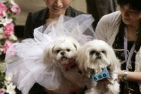 Dogs dressed as a bride and groom take part in a wedding ceremony for pets as part of Valentine's Day celebrations at a shopping mall in Hong Kong