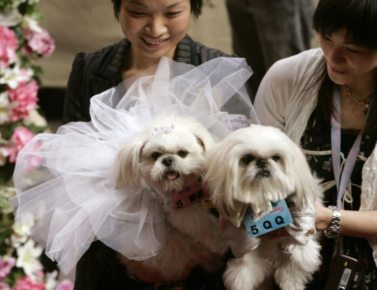 Dogs dressed as a bride and groom take part in a wedding ceremony for pets as part of Valentine's Day celebrations at a shopping mall in Hong Kong