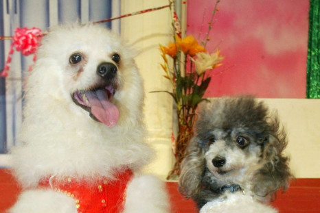 MINIATURE POODLES RAMBO AND JOSIE ATTEND THEIR WEDDING CEREMONY IN BANGKOK.