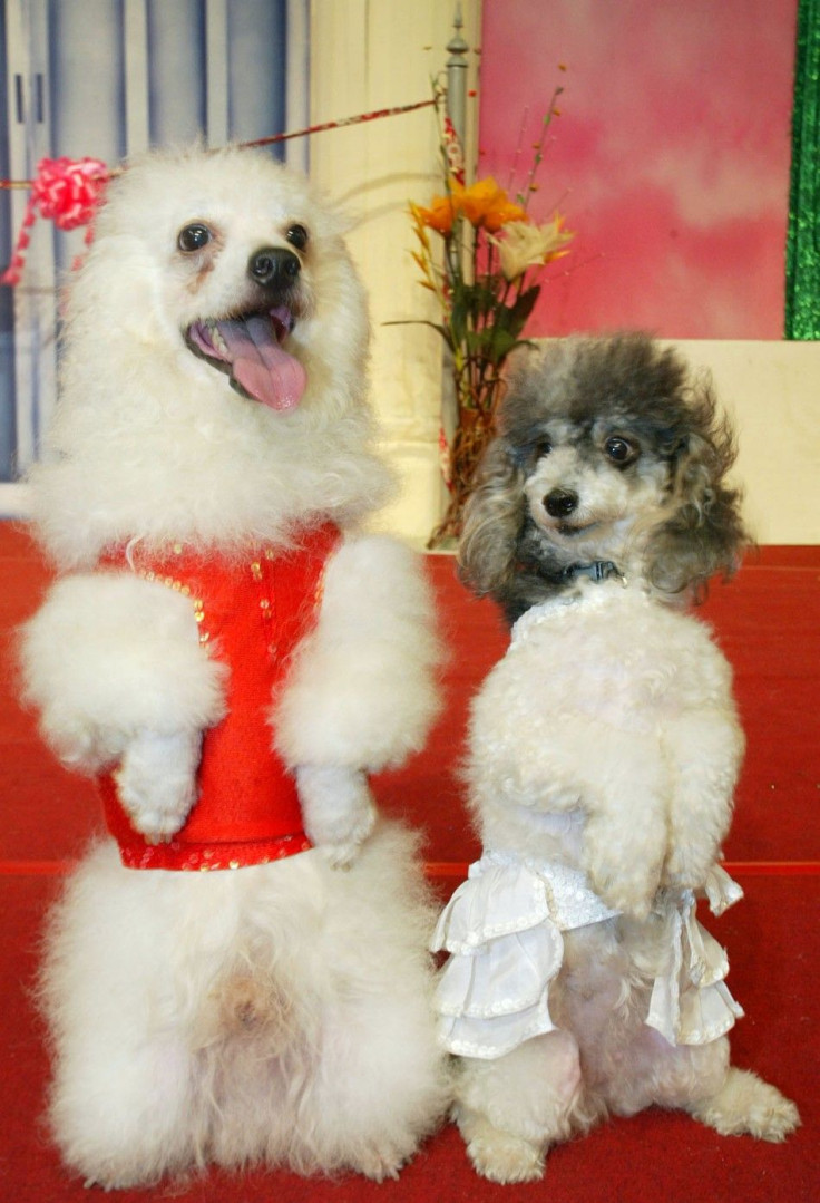 MINIATURE POODLES RAMBO AND JOSIE ATTEND THEIR WEDDING CEREMONY IN BANGKOK.