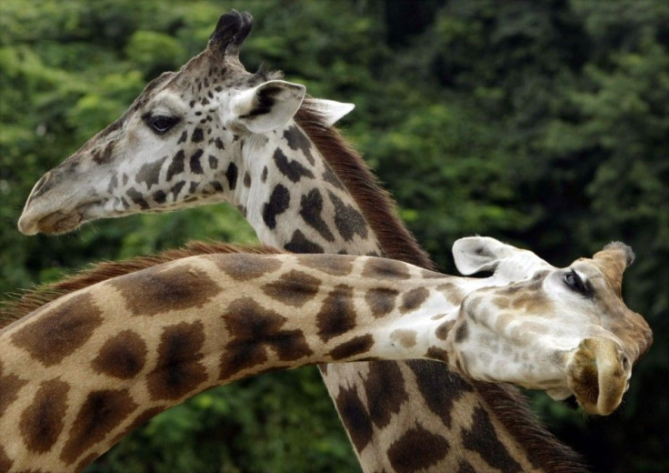 Giraffes Zagallo (L) and Beija Ceu or &quot;Sky Kisser&quot; stand together during a &quot;wedding ceremony&quot; at the zoo of Rio de Janeiro