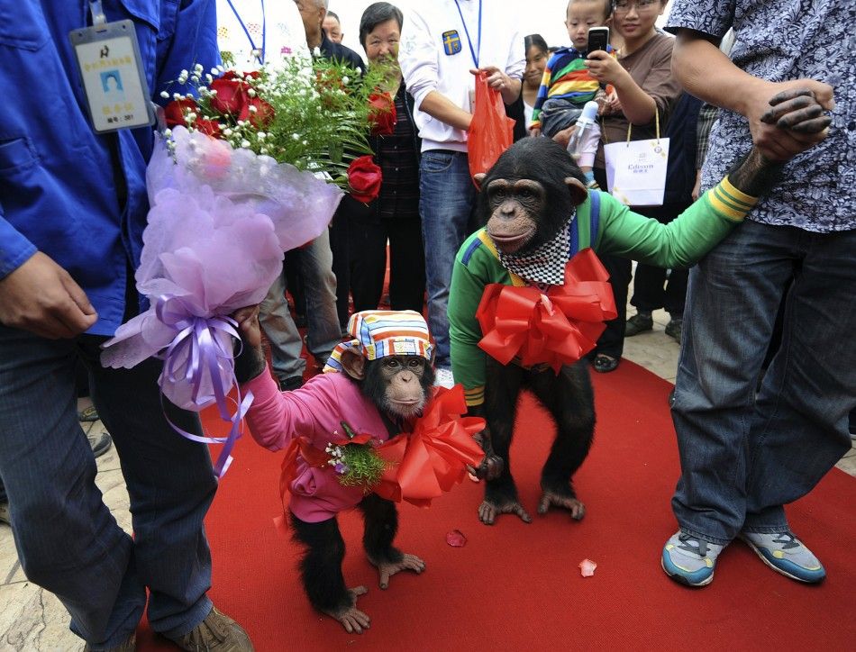 Chimpanzee groom Yangyang and his bride Wanxing attend a symbolic wedding at Hefei Wildlife Park in Hefei