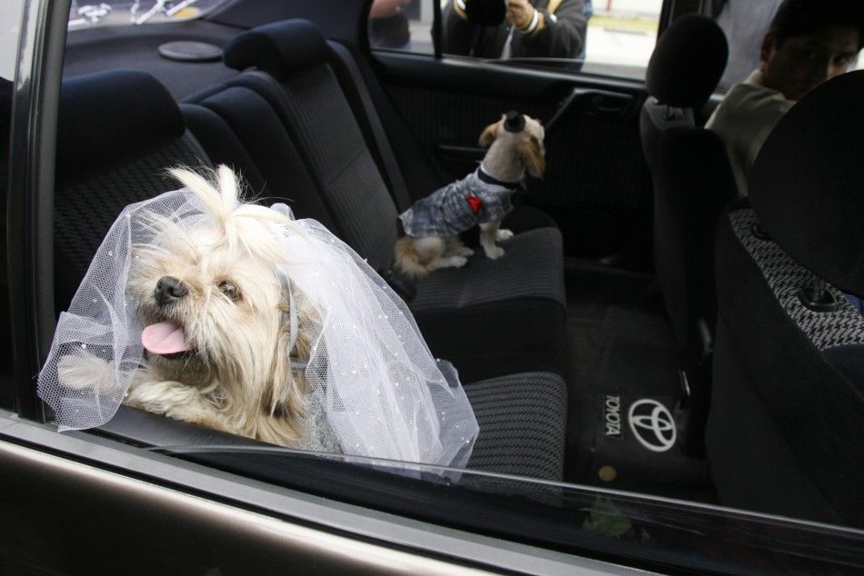 Dogs Dana and Puki, who were married in a symbolic wedding, wait inside a car during a celebration for World Animal Day in Lima