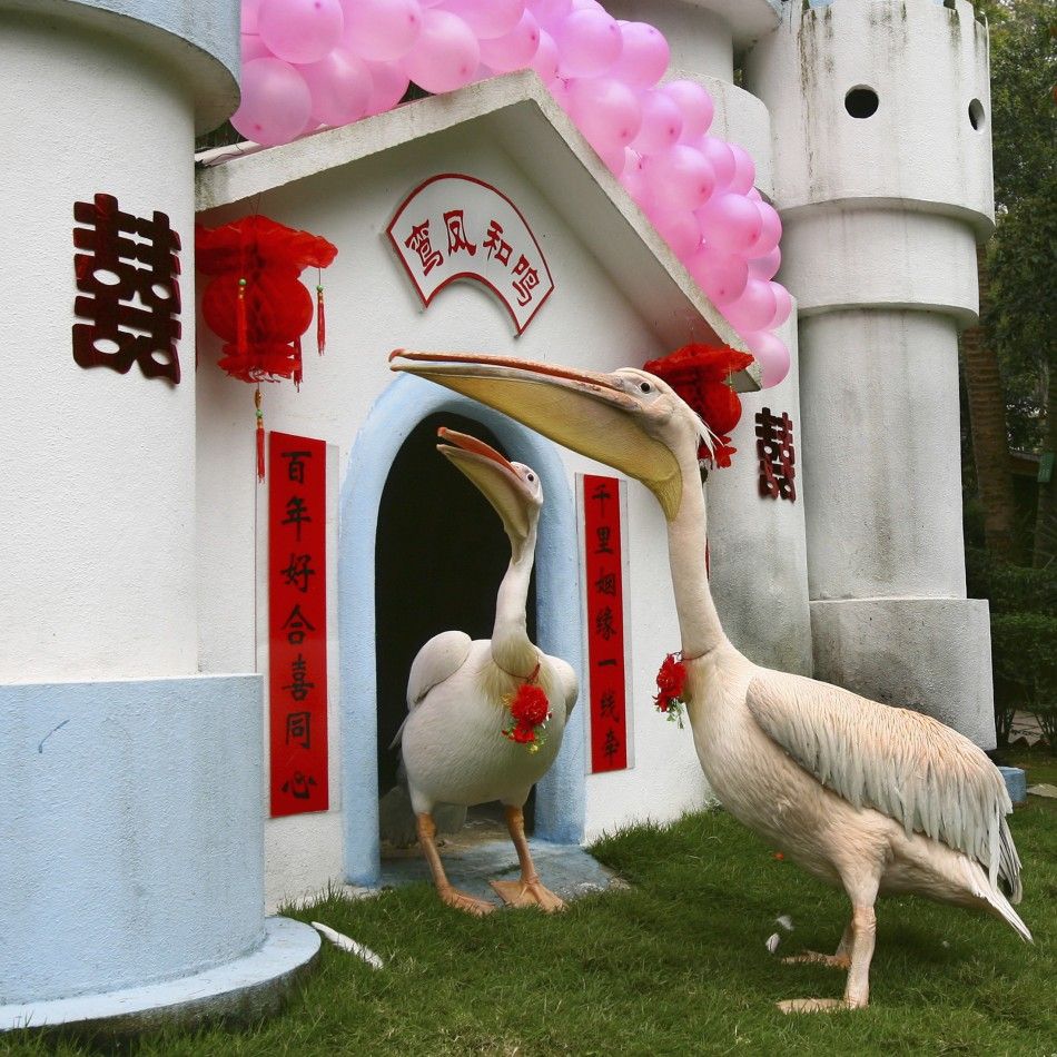 Two spotted-billed pelicans participate in a wedding ceremony in a quotbridal housequot at a zoo in Fuzhou