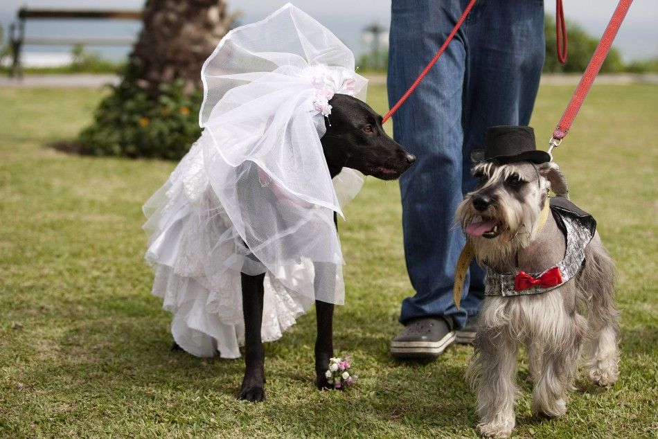 Dogs wear a bridal veil and a groom hat as they attend a symbolic wedding as part of celebrations of a local municipality in Lima