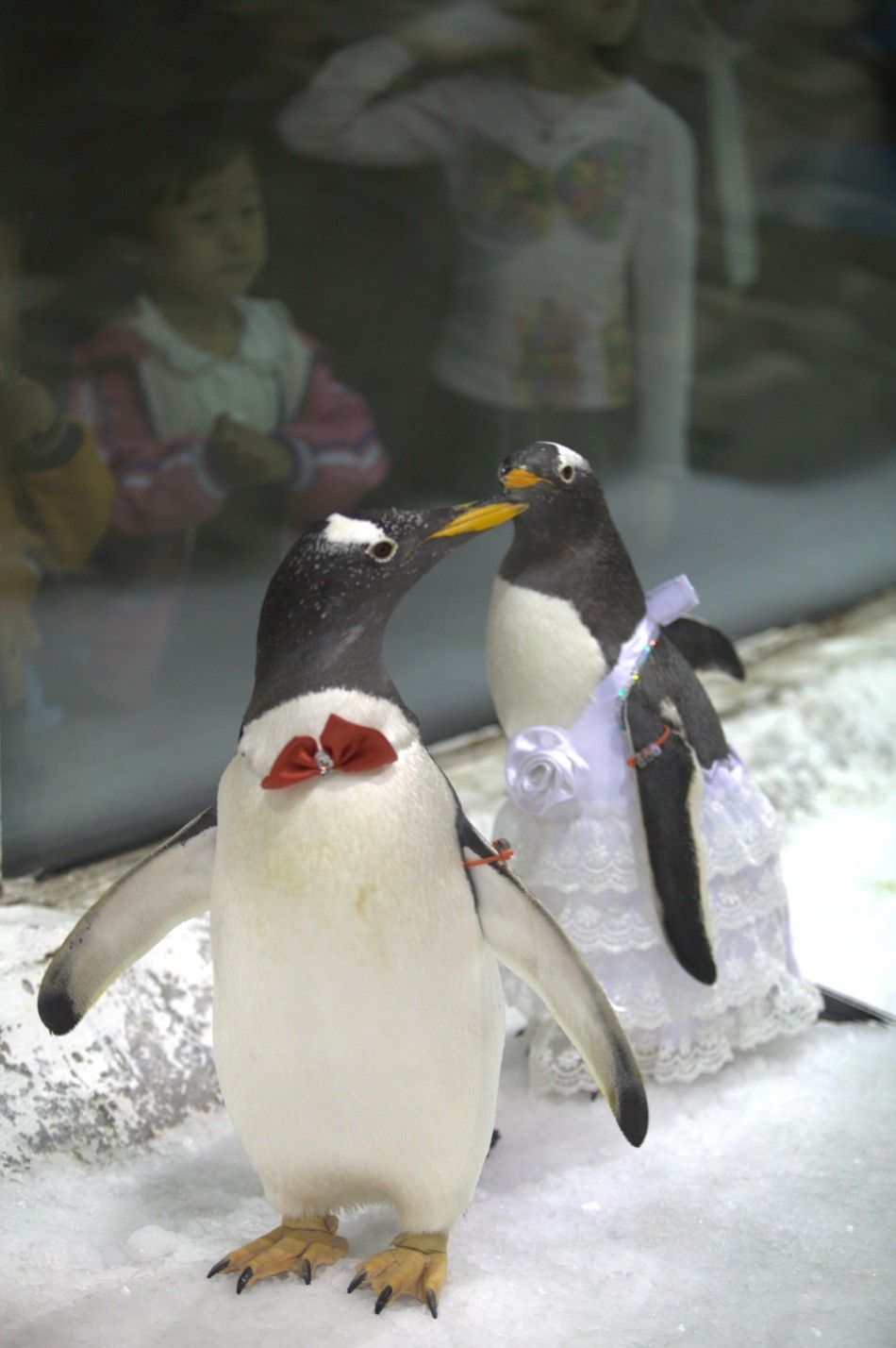 A pair of penguins dressed as bride and groom are seen during a symbolic mass wedding for penguins at the Dalian Sun Asia Ocean World in Liaoning