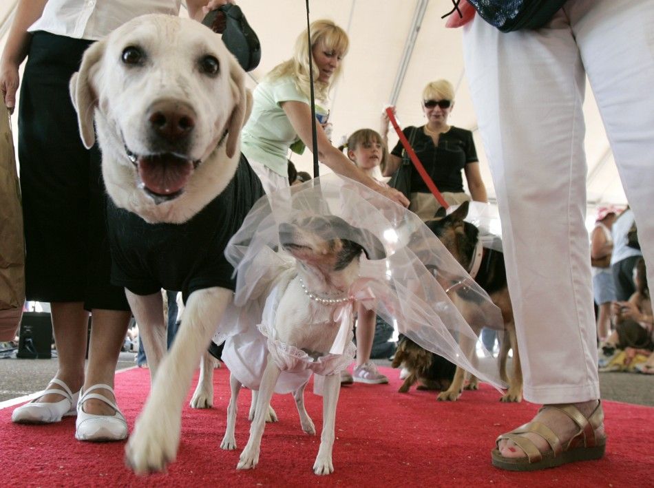 Dog quotcouplequot in wedding clothes walks down the aisle during an attempt to break the Guinness record for the largest mass dog quotweddingquot, in Littleton