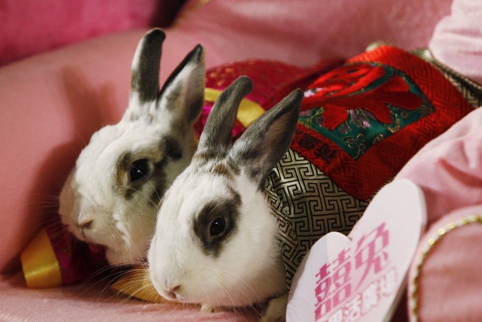 Sterilized pet rabbits dressed in traditional Chinese costumes are pictured during a wedding ceremony in Hong Kong