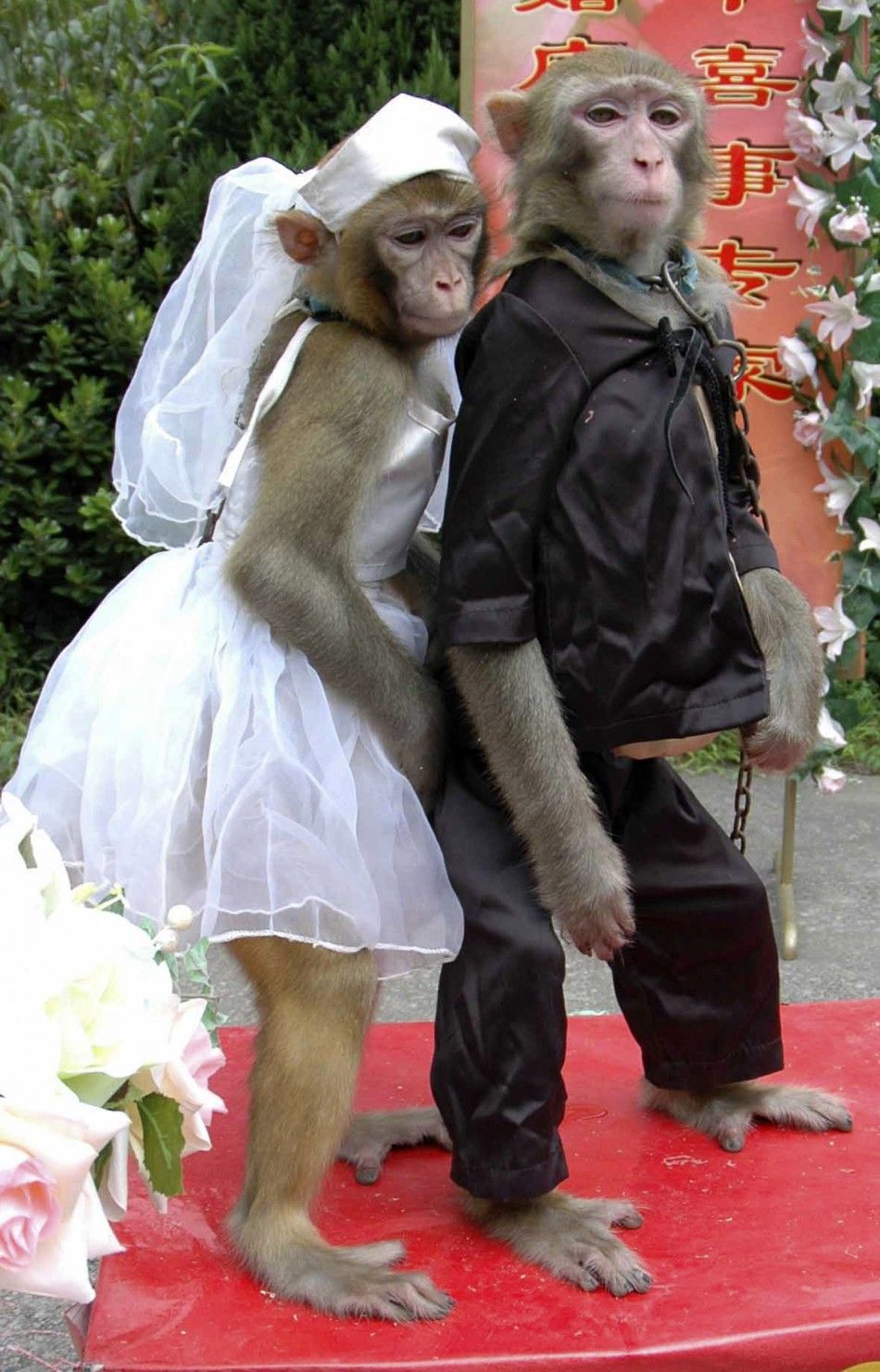 Male monkey and female monkey are seen during special wedding ceremony at zoo in Wenling
