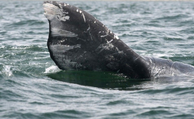 Part of a gray whale&#039;s tail is seen during a whale tour in the Laguna Ojo De Liebre