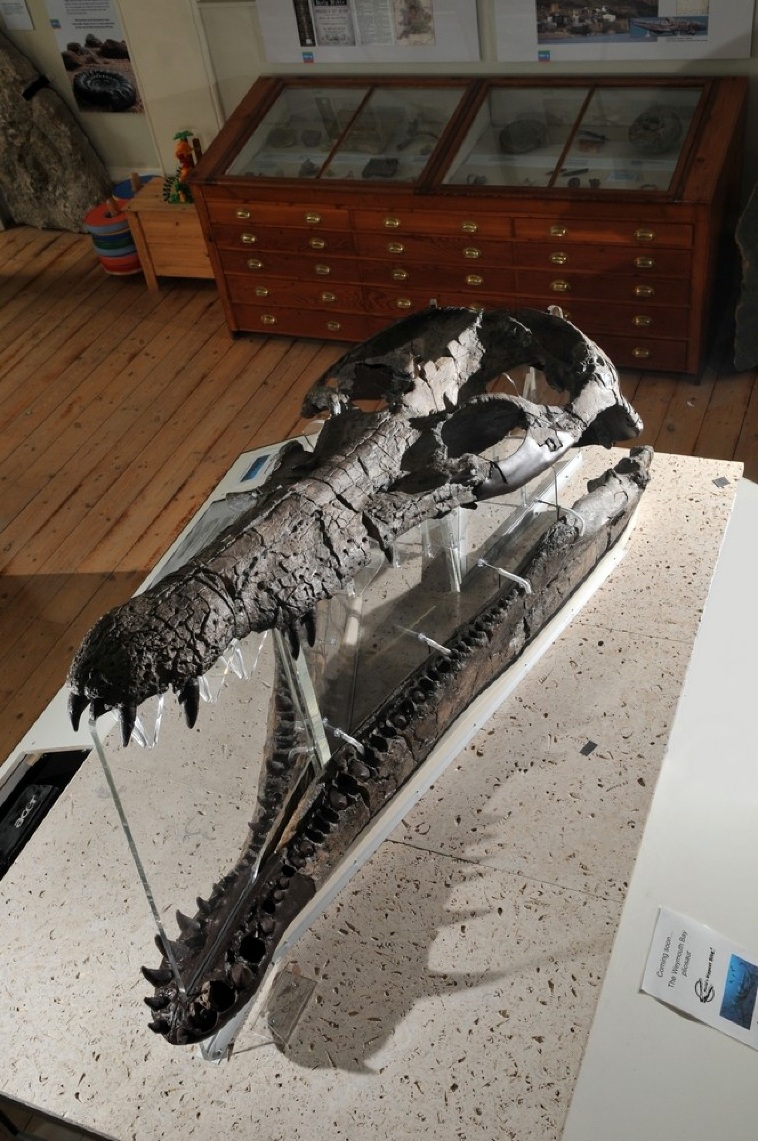 Worlds largest pre-historic Sea Monster skull found.