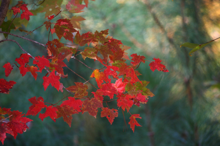 Autumn maple leaves