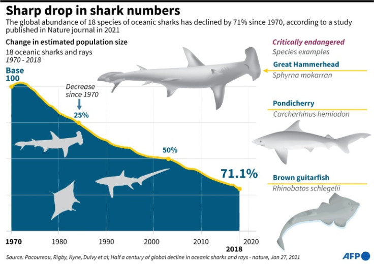 Graphic on the 71% decline in the global abundance of oceanic sharks since 1970, according to a study released in 2021.