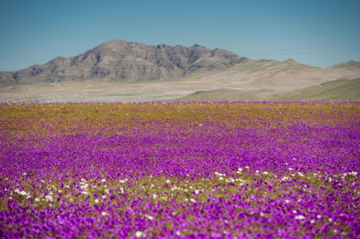 When the Atacama gets just enough rain, it bursts with a spectacular display of wildflowers -- such as these pictured in 2017