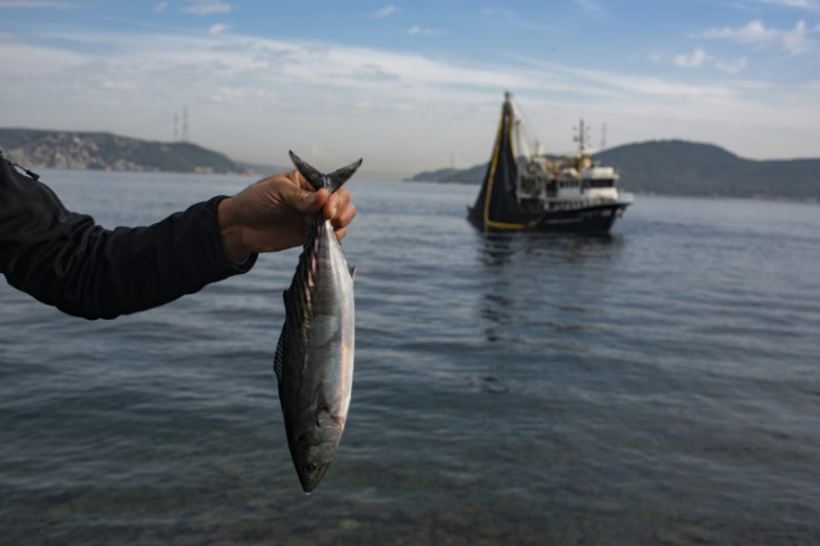 Angler Mehmet Dogan holds up a bonito he caught on the Bosphorus in Istanbul, as a boat hauls in its catch