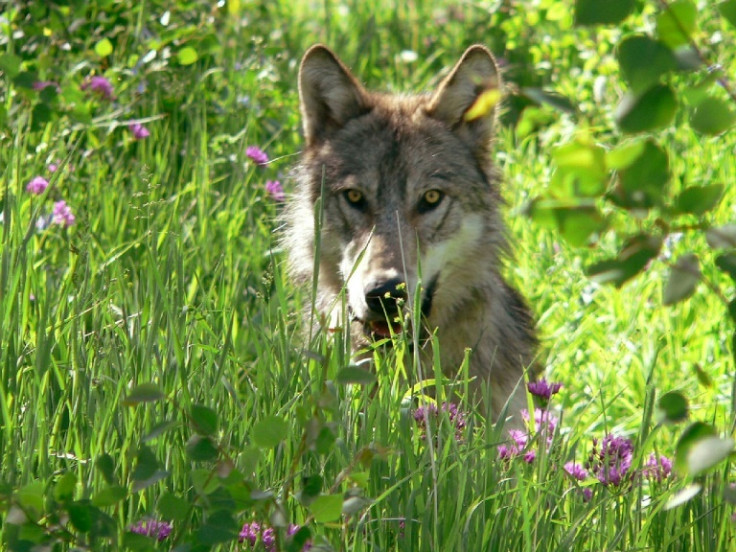 Leader of the pack? A parasite may make grey wolves in Yellowstone National Park take more risks, research suggests