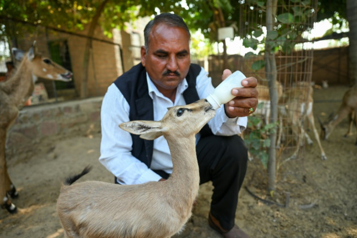 Ghevar Ram, a member of India's Bishnoi community, bottle feeds milk to a fawn at an animal rescue centre in Khejarli