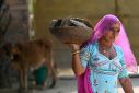 Sita Devi, a member of the Bishnoi community, carries cow dung cakes, used as fuel for cooking as the sect does not believe in felling trees