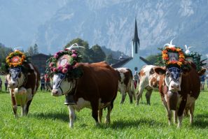 A winter tourism advert for the Austrian Tyrol region featuring oat, not cow's, milk has provoked a row and been pulled