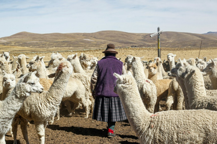 A peasant walks among her alpaca herd in Lagunillas in the Peruvian department of Puno on December 2, 2022