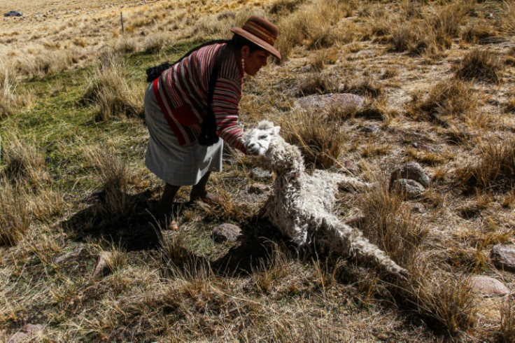 A Quechua-speaking woman lifts a dead alpaca from a field in Lagunillas, in the Peruvian Andes