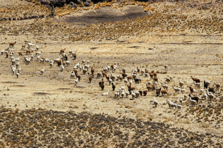 Alpacas migrate across a high Andean plain near Lagunillas in southern Peru