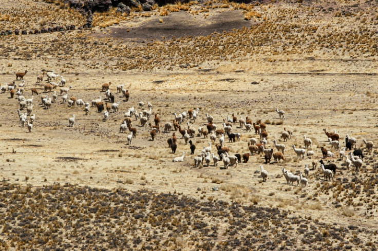 Alpacas migrate across a high Andean plain near Lagunillas in southern Peru