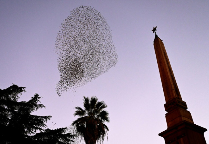 A murmuration of starlings in the sky over Rome