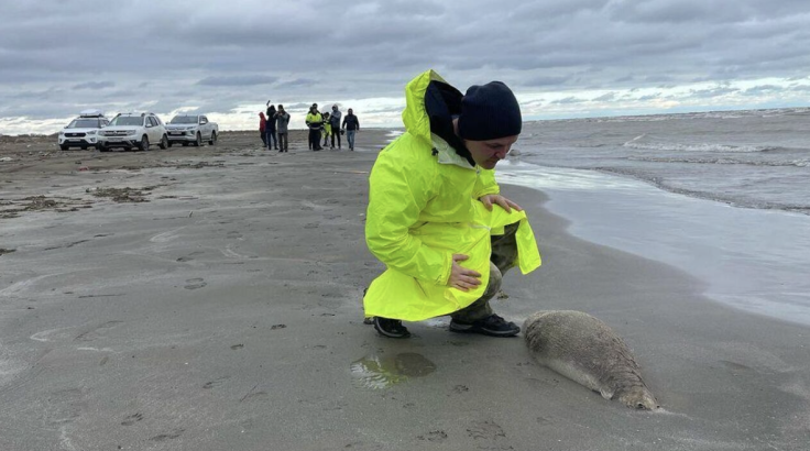 Caspian Seals Found Dead