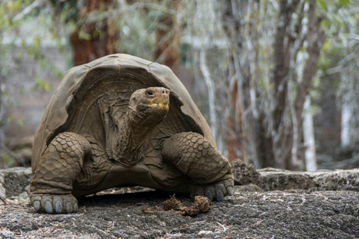 Conservationists hope to return giant tortoises to Floreana once the rats have gone