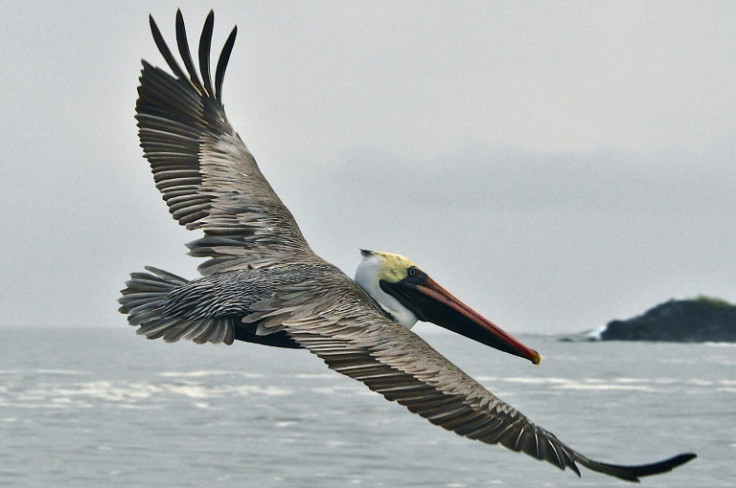 On islands like Floreana in the Galapagos, conservationists say the impacts of restoration on land can be 'profound'