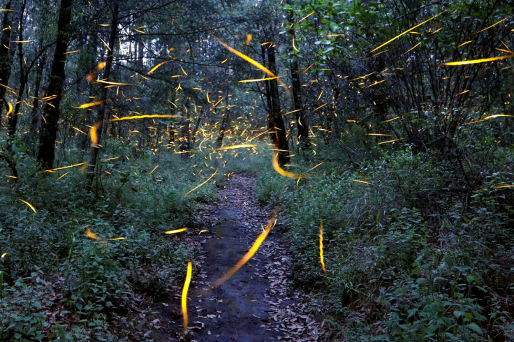 Fireflies seeking mates light up in synchronised bursts inside a forest at Santa Clara sanctuary near the town of Nanacamilpa