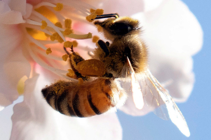 A bee sits on a flower budding from an almond tree, which rely on natural pollinators for fertilization in an Almonds grove in Tel Arad