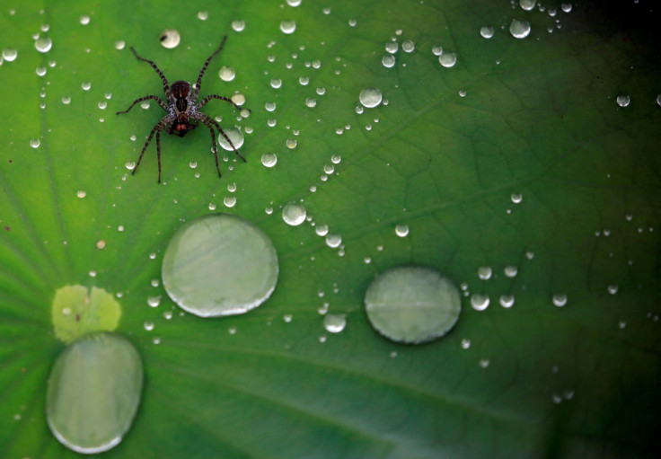 A spider is pictured on the leaf of a lotus after the rain at a pond in Lalitpur