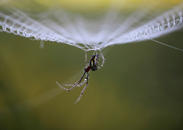 Dew drops gather on a spider as it rests on its web during the early morning in Lalitpur