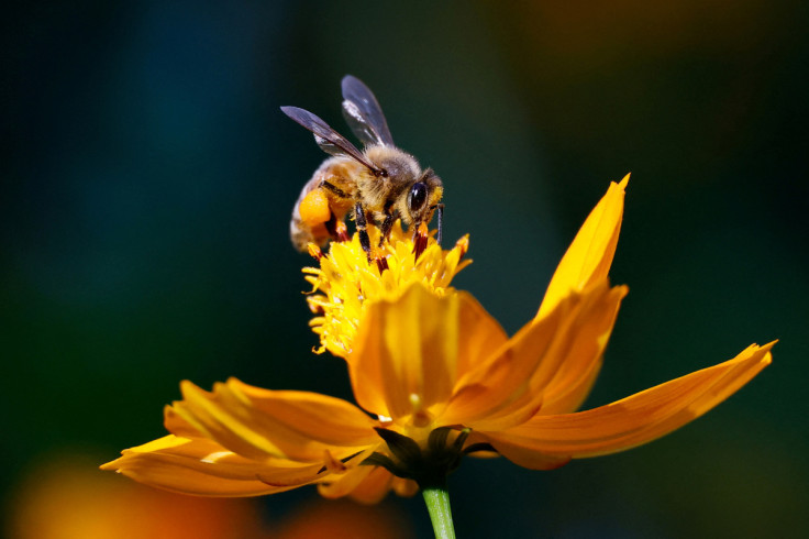 A bee sits on a cosmos flower at a park in Seoul