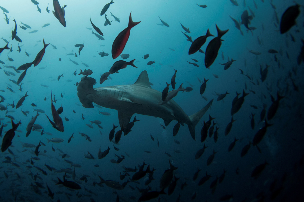 woman-goes-missing-after-reportedly-suffering-shark-bite-while