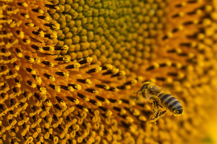 Bee collects pollen on a sunflower in a field in Chernihiv region