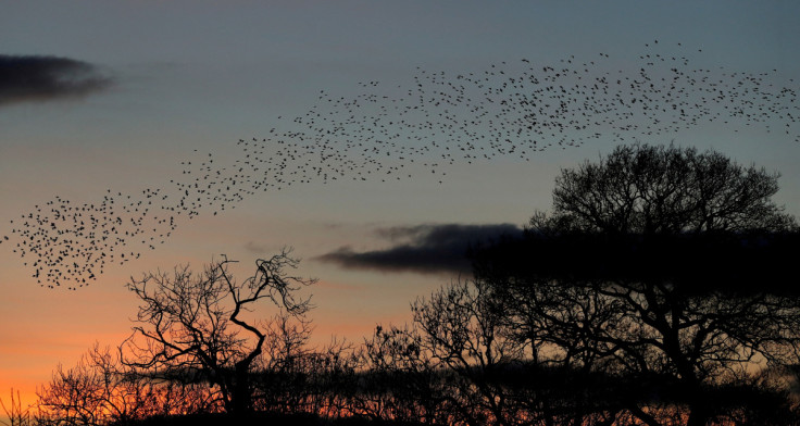 Starling murmuration in Newton Aycliffe