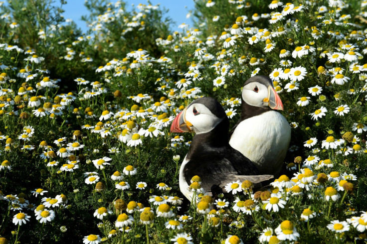 Atlantic Puffins are seen among the daisies on Skomer Island