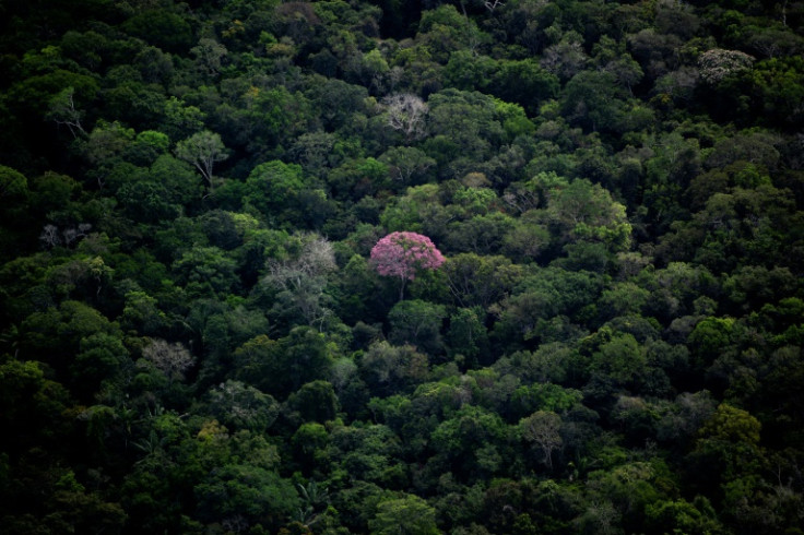 Aerial view showing a tree with pink foliage sticking out in the Amazon rainforest in Amazonas State, Brazil