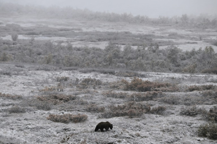 A grizzly bear looks for food as snow falls along the Denali Park Road in Denali National Park in Denali, Alaska