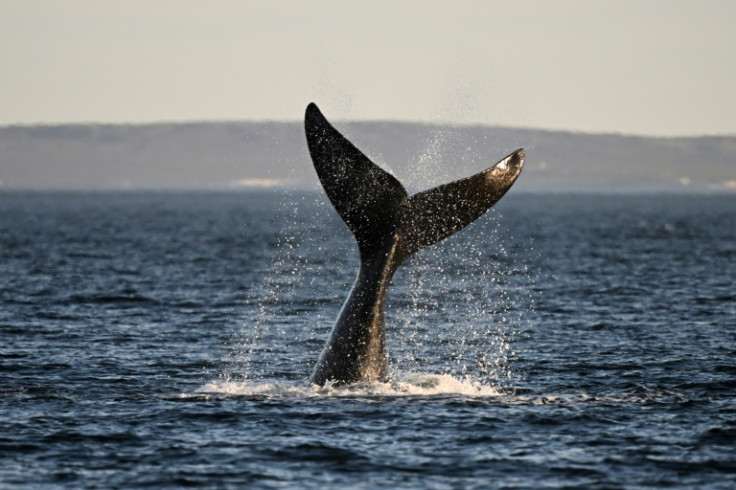 A southern right whale (Eubalaena australis) is photographed at La Cantera beach near Puerto Madryn, Chubut Province, Argentina