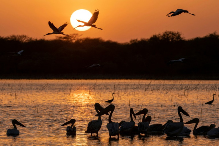 Cranes fly over pelicans feeding in the water at sunset at the "Ain Al-Shams" a seasonal lake within the Dinder National Park in Sudan