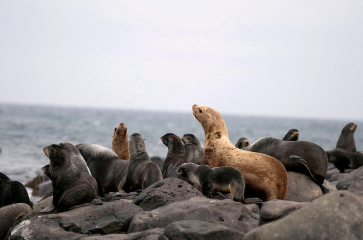 On an Alaska island, an indigenous mayor struggles to save wildlife