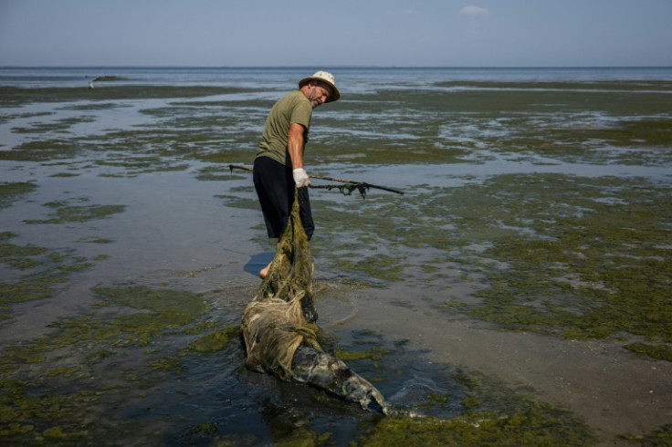 A scientist heaves a dead dolphin through Ukraine's Limans Tuzly Lagoons National Nature Park on August 28, 2022