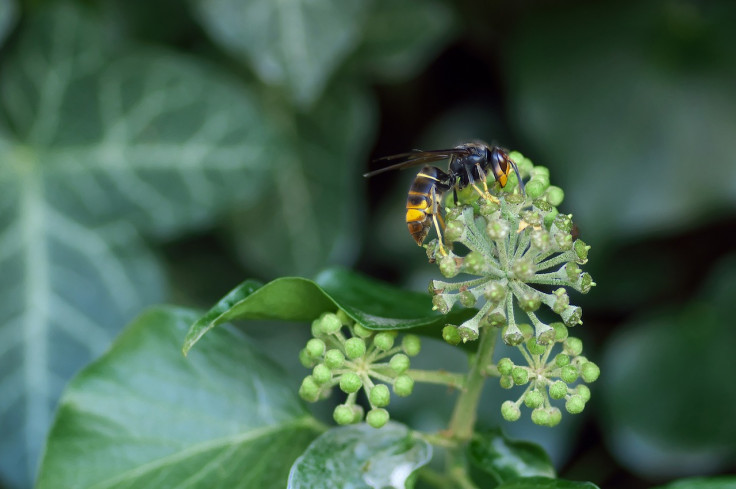 Asian hornet, invasive species, vespa velutina, insect,