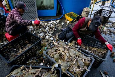 Fishermen sort freshly caught crabs into crates at a fishing port at Baekryeong