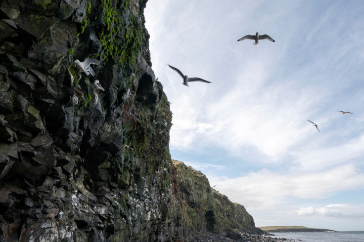 On an Alaska island, an indigenous mayor struggles to save wildlife